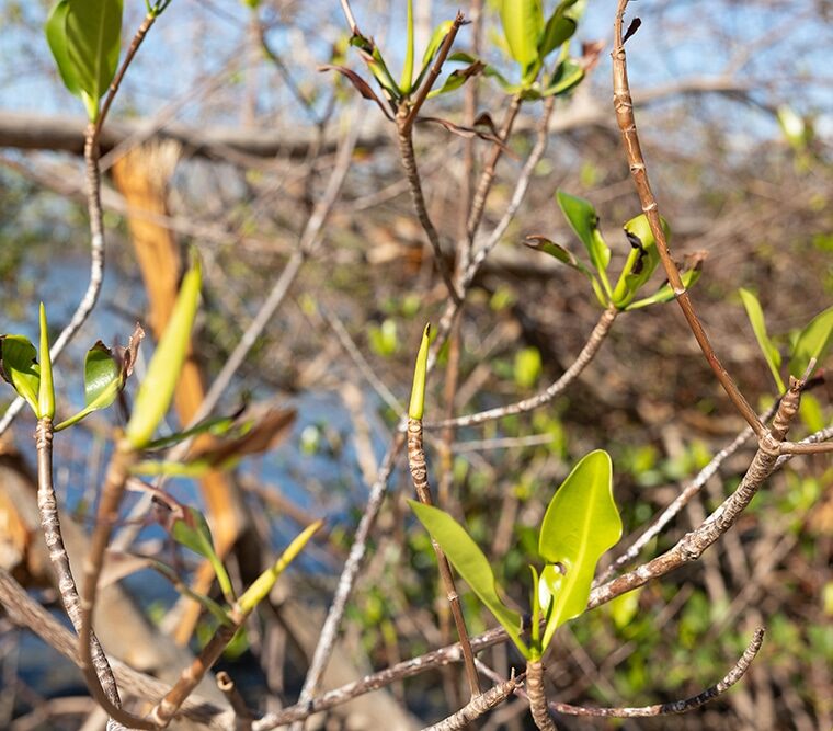 mangrove growing
