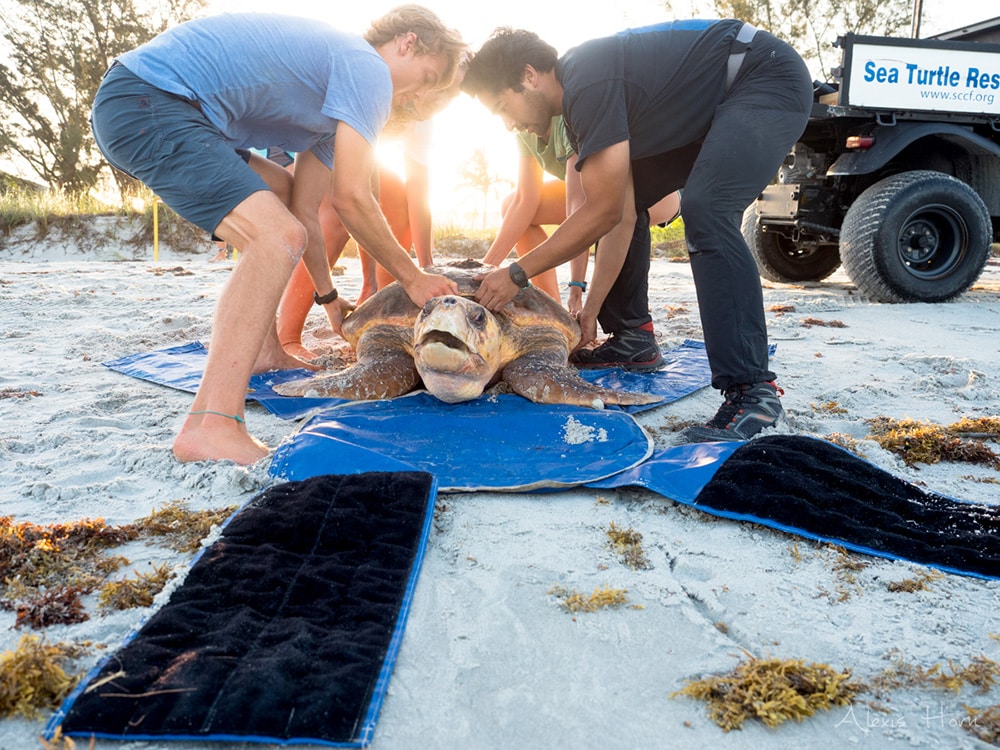 rescuing sea turtle during stranding from red tide