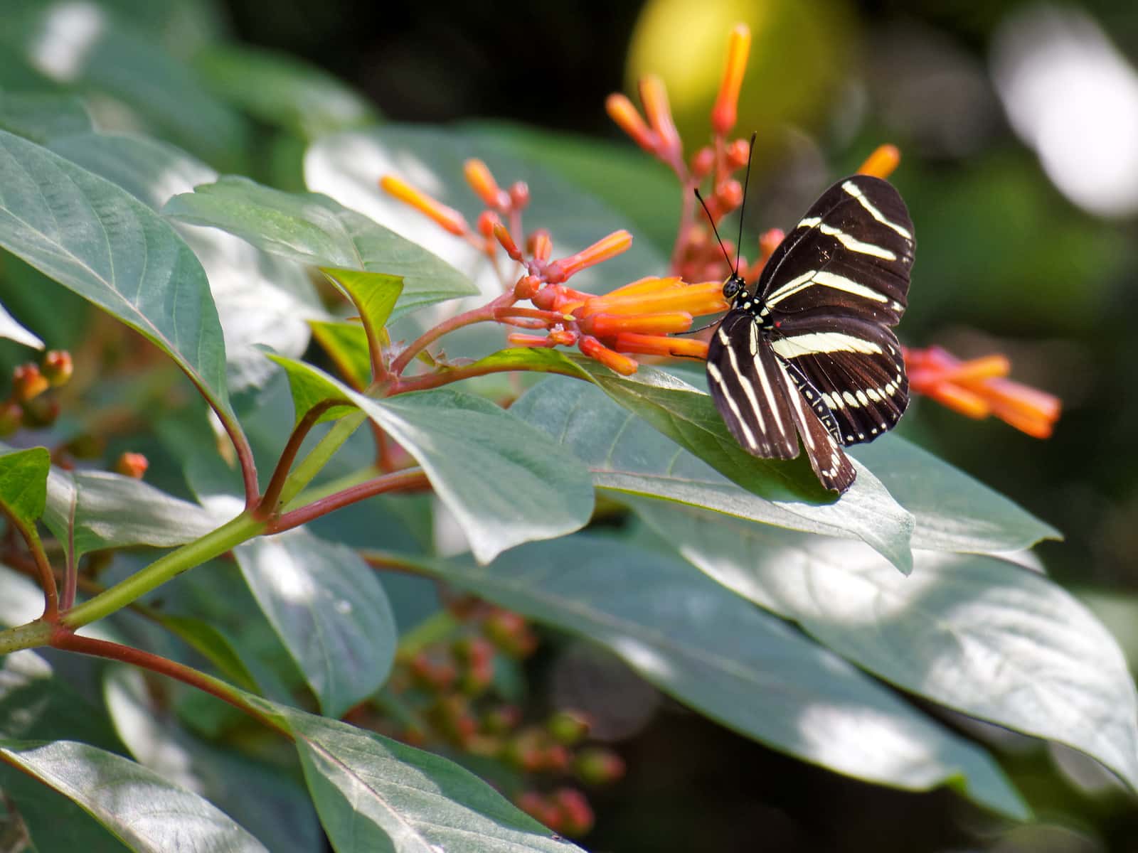 Zebra Longwing Butterfly On Firebush