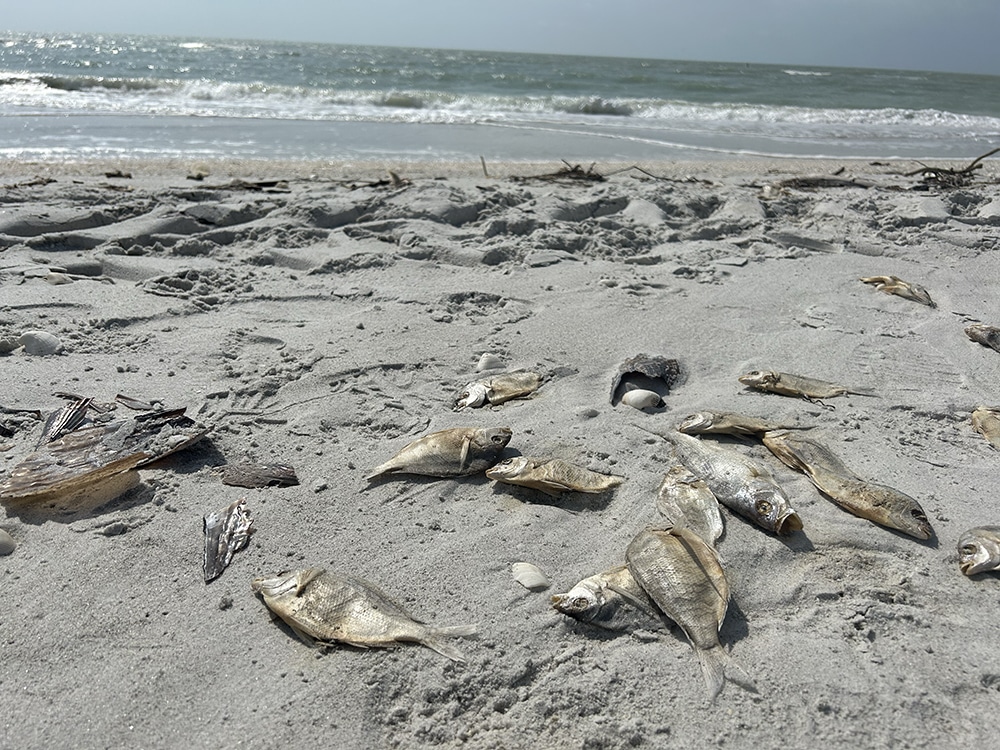 Fish kills from red tide off shore of Captiva in late 2022