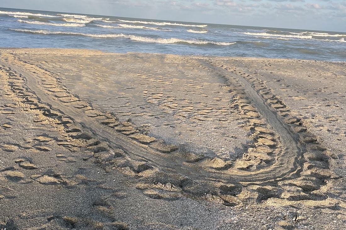 sea turtle false crawl tracks