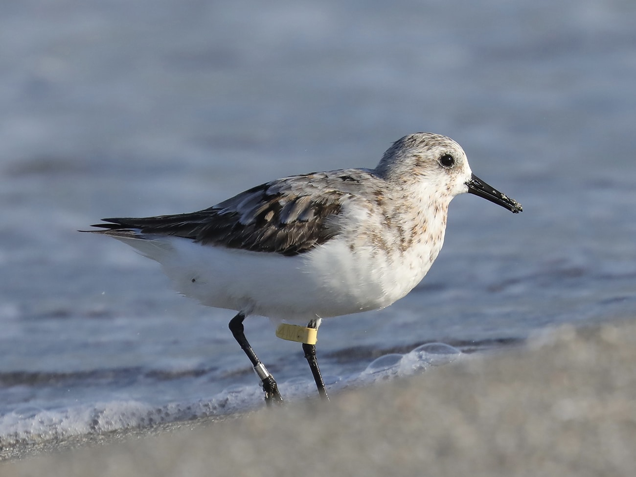 sanderling