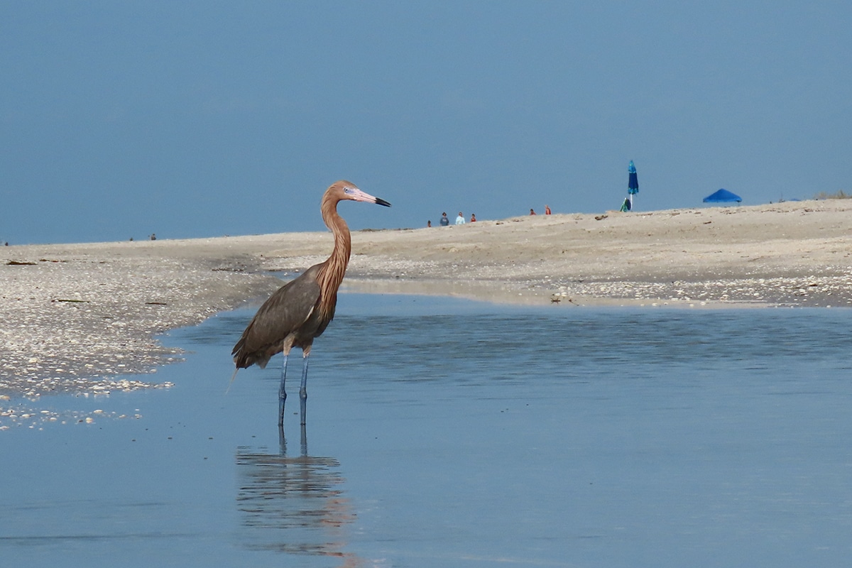 reddish egret