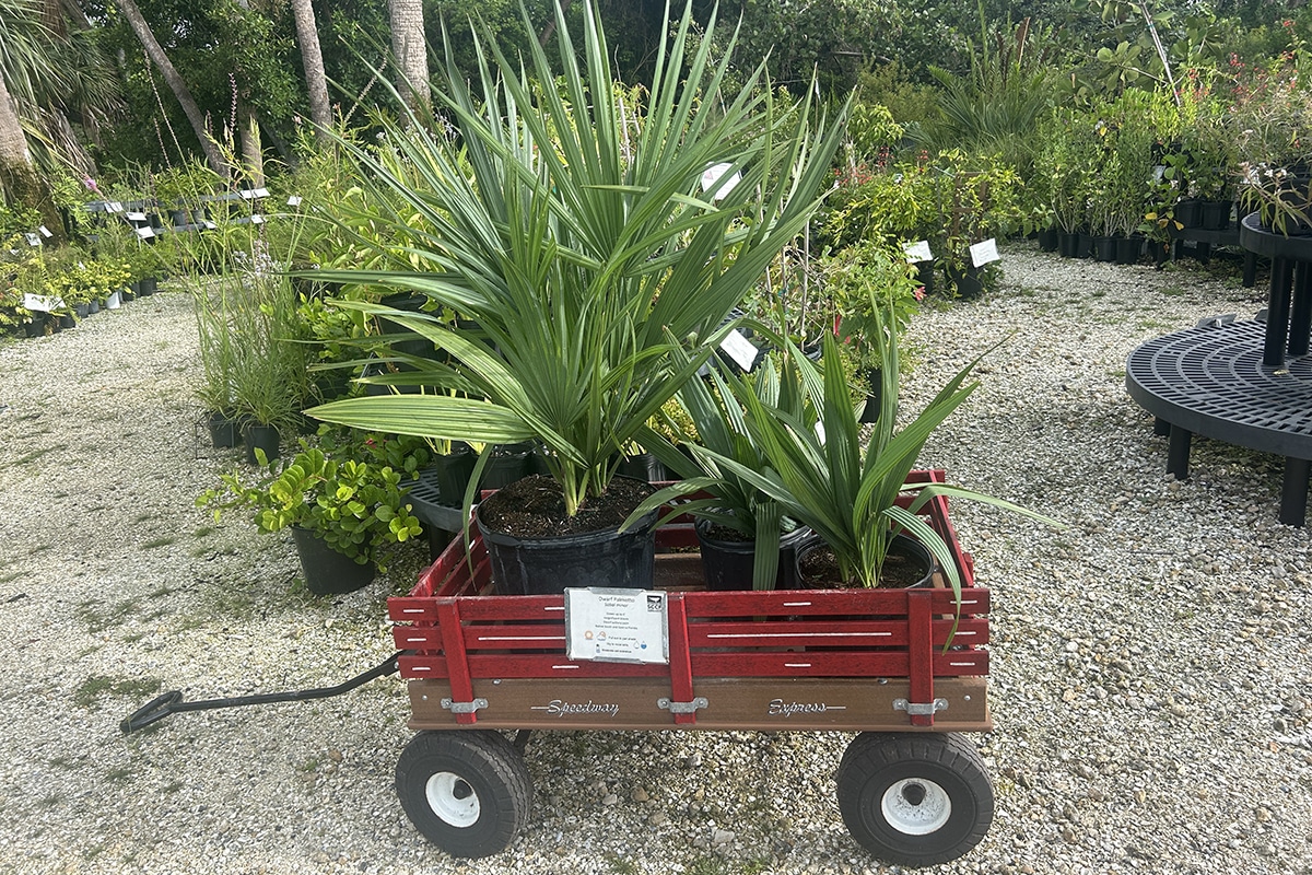 dwarf palmetto plants sitting in a wagon at sccf's native landscapes and garden center on Sanibel Island