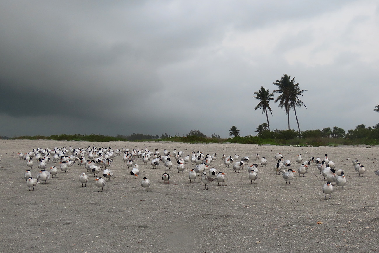 birds during storm on sanibel