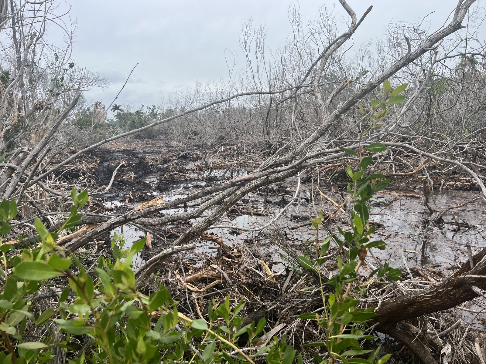 Dead Buttonwood 1600