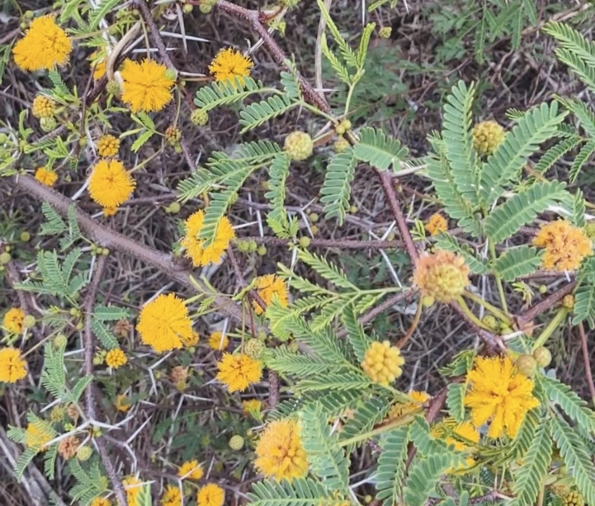 small bright yellow puffy flowers and thorns of the sweet acacia native plant on sanibel sccf native landscapes & garden center