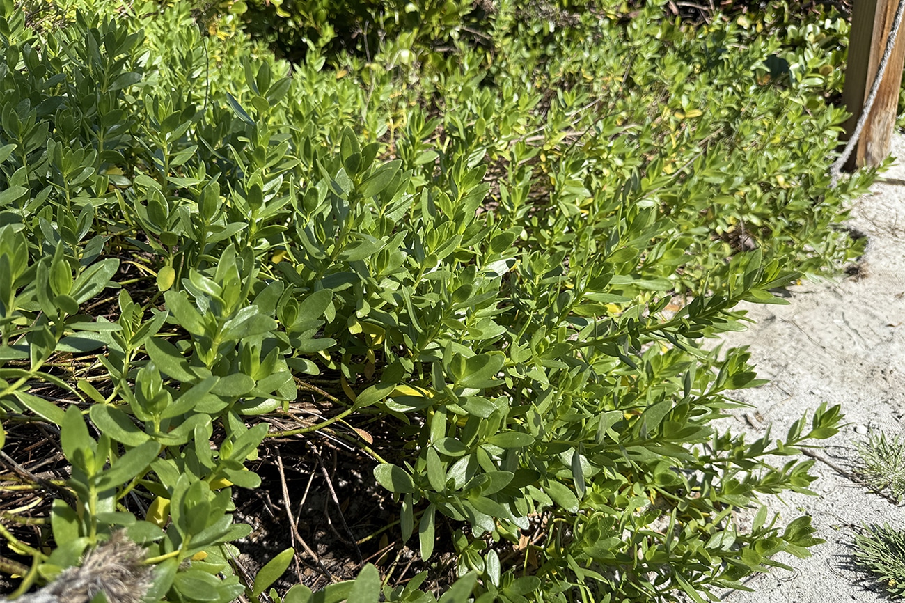 seacoast marsh elder meet the natives garden center sanibel