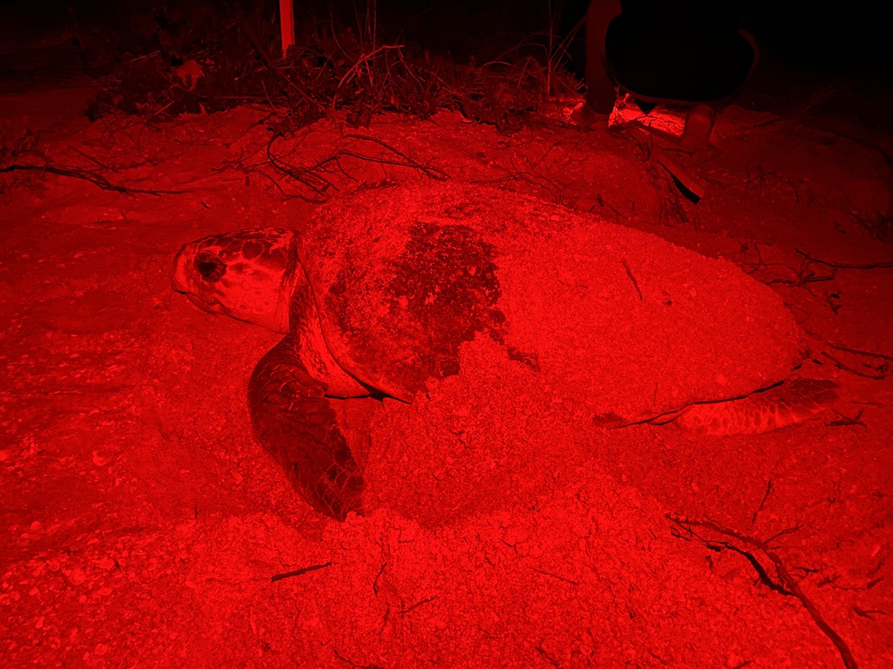 Nesting Loggerhead Night
