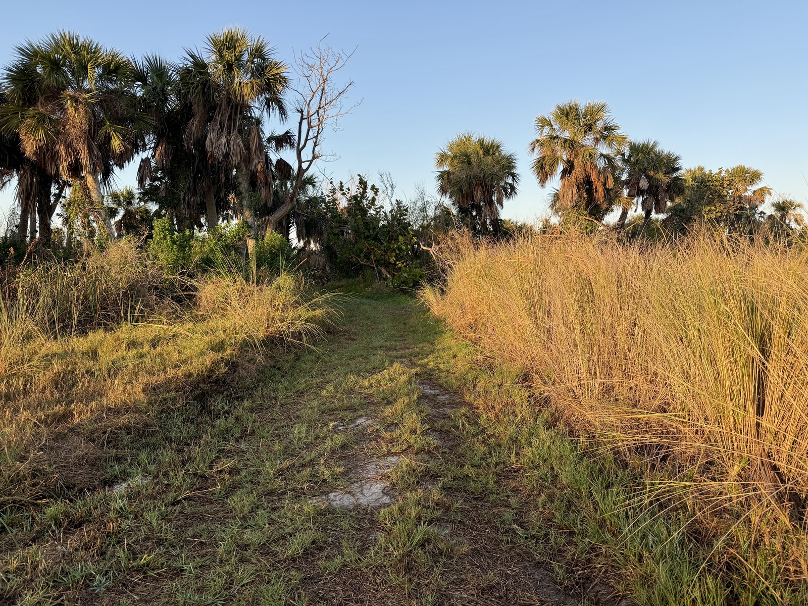 Brooks Spartina Morning Resize