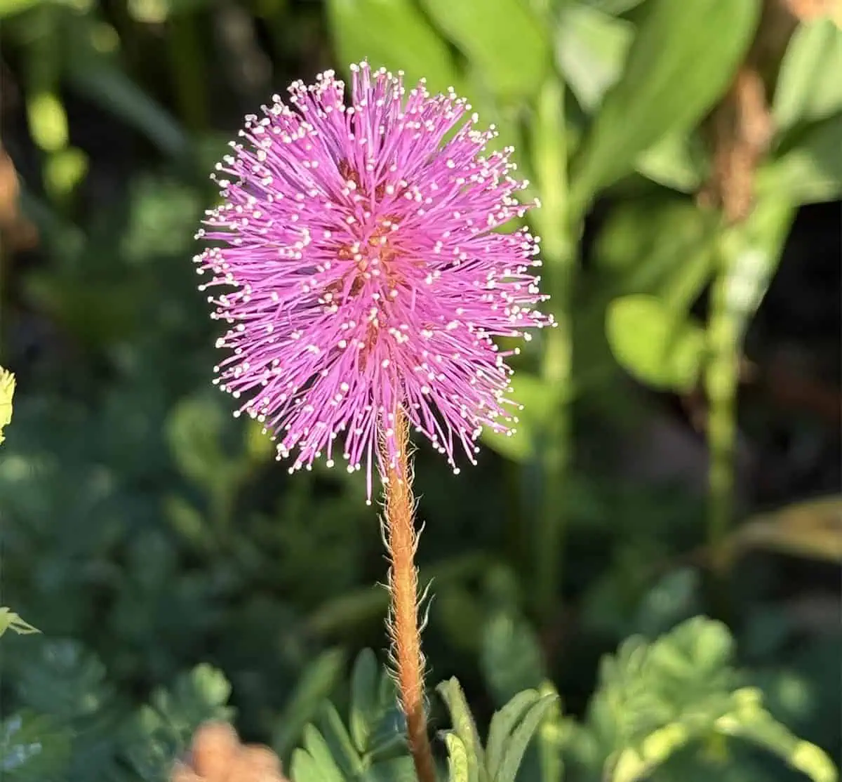 Sunshine Mimosa Web Copy