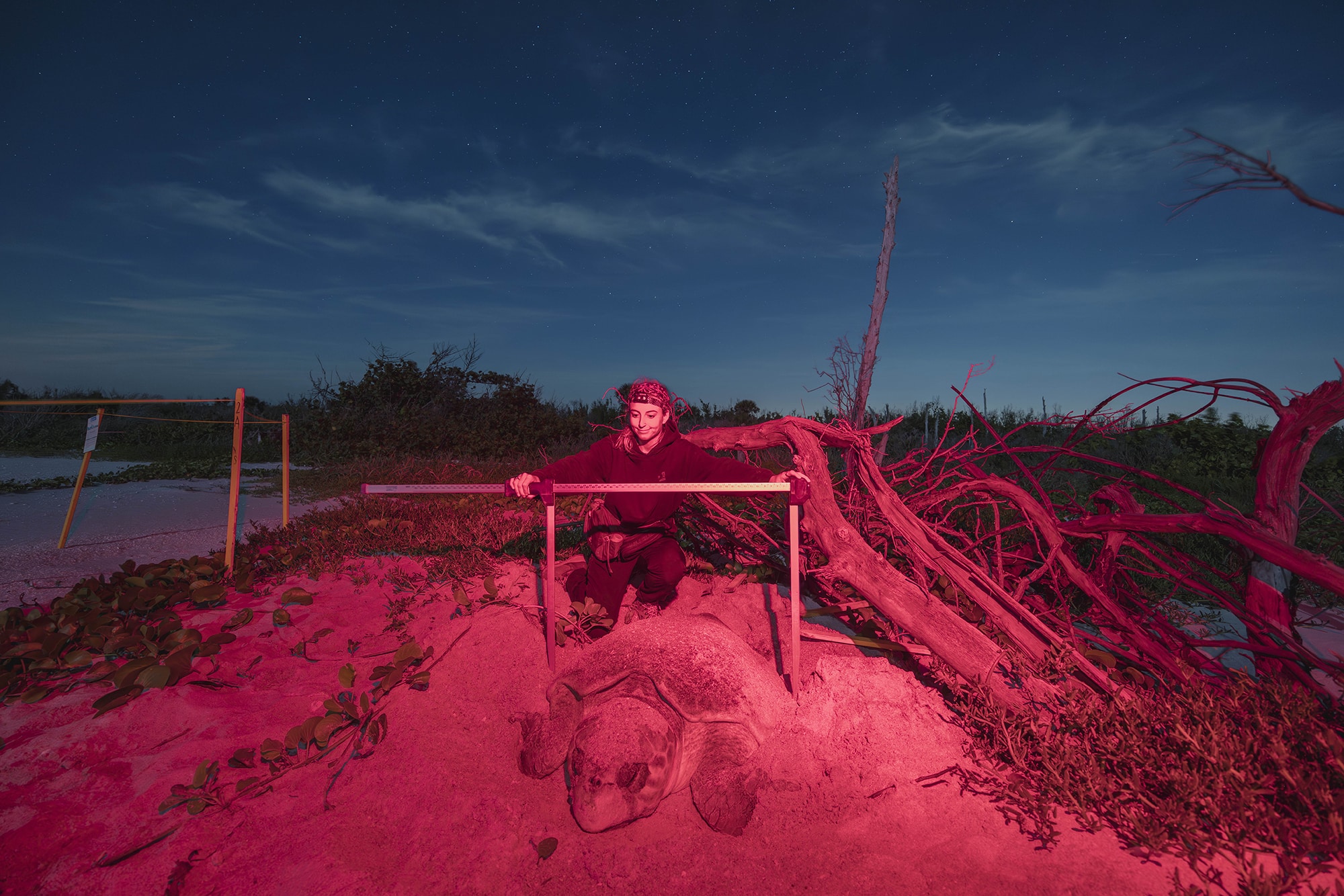 Loggerhead Night Tagging