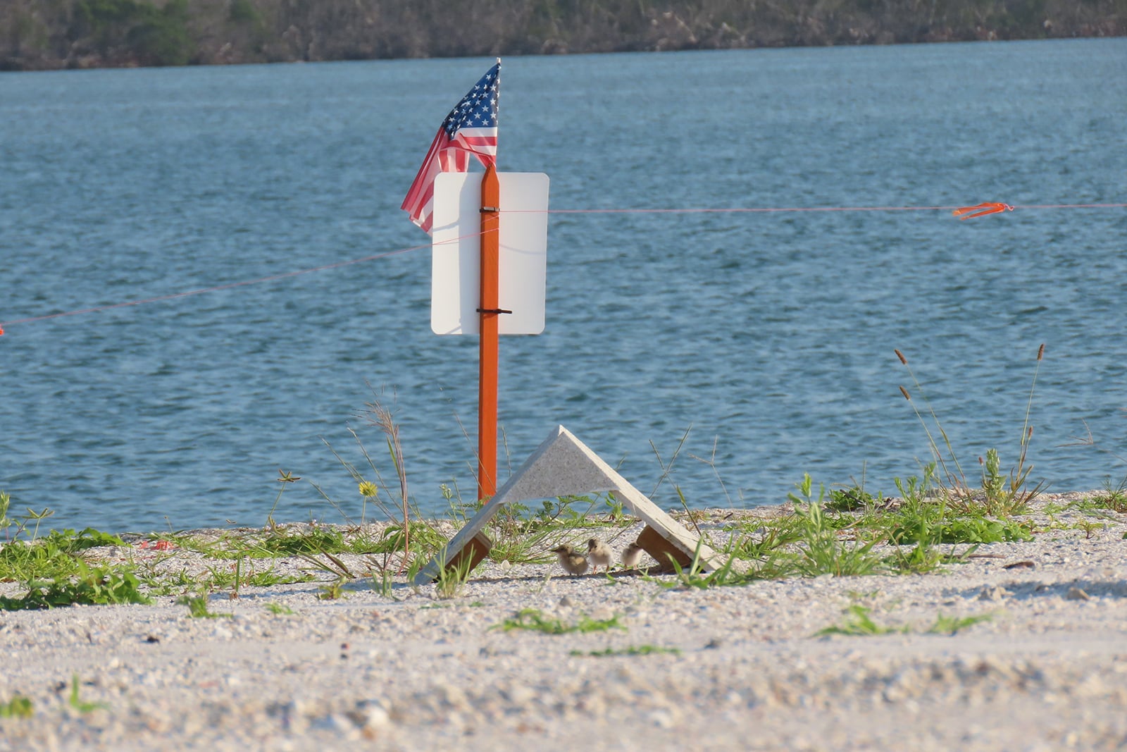 small least terns hiding under shade on sanibel causeway next to an American flag