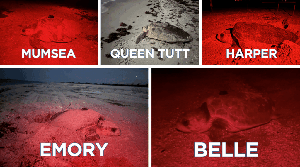 satellite tagged loggerheads on sanibel sccf