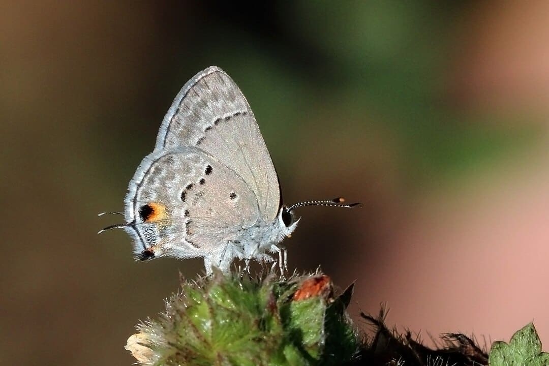 mallow scrub-hairstreak butterfly