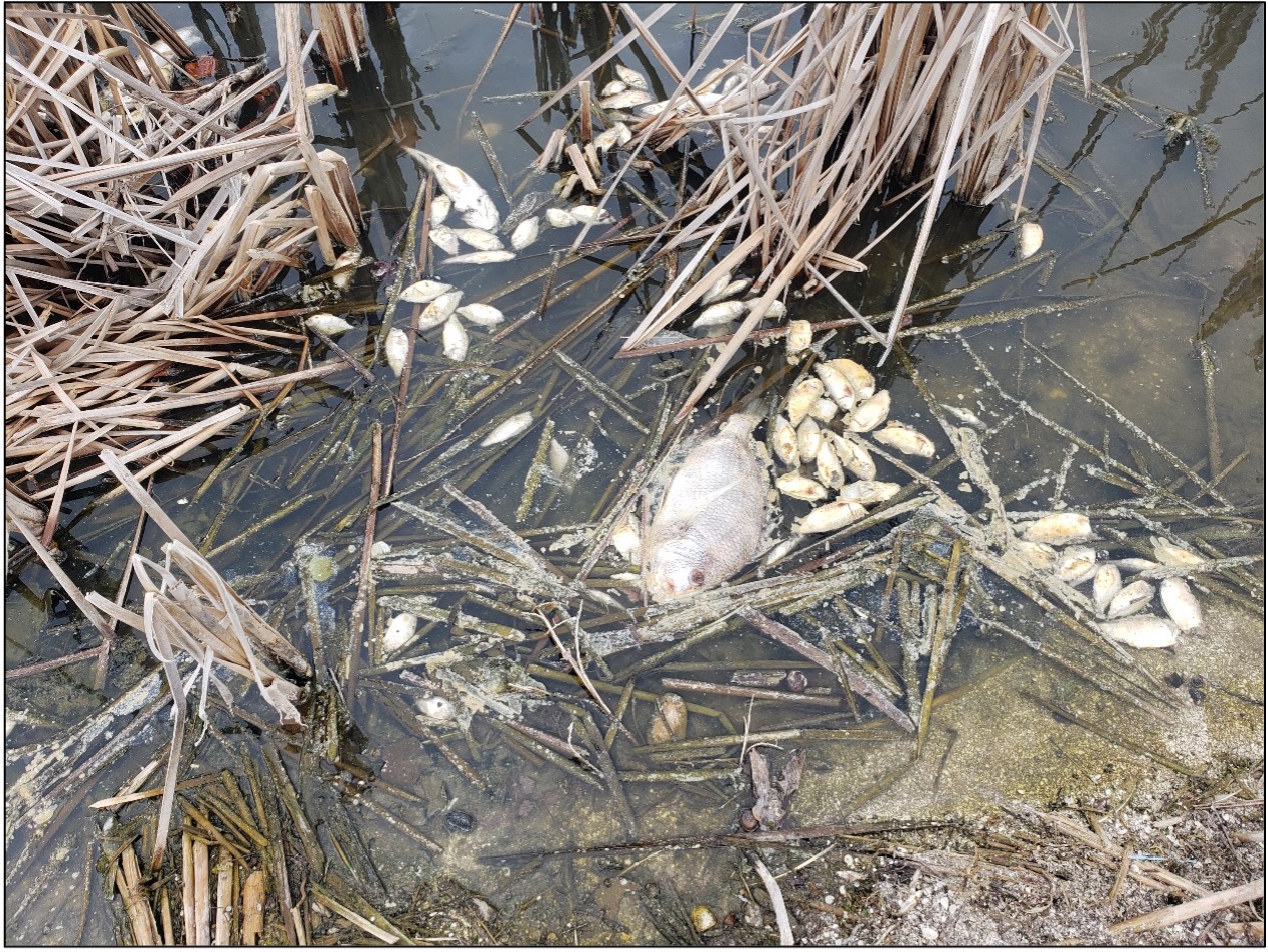 Fish-Kill-Lake-Murex-June-2023
