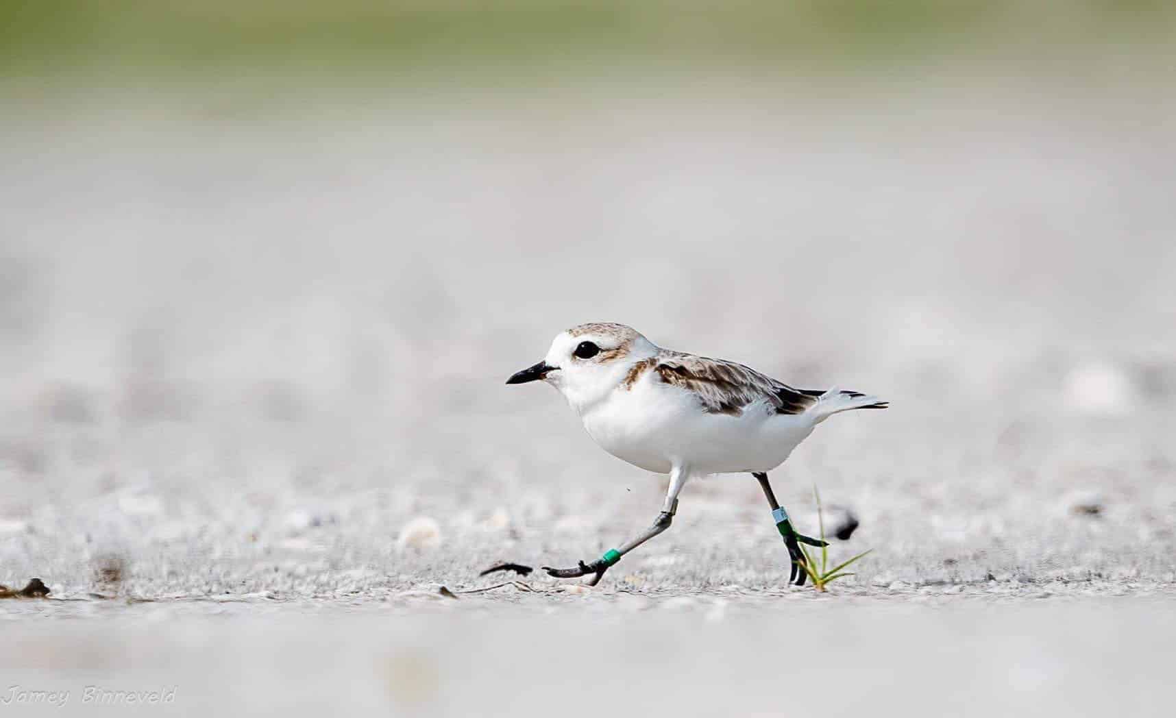 snowy plover light blue/green