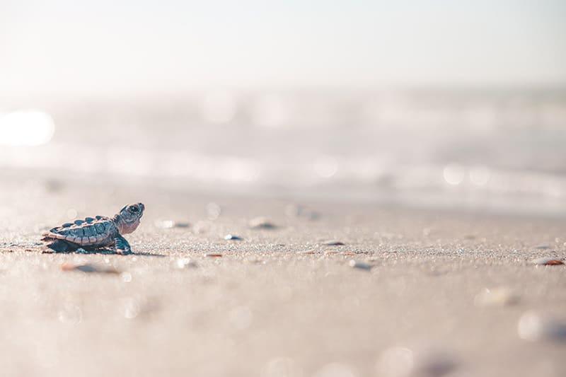 sea turtle hatchling on beach