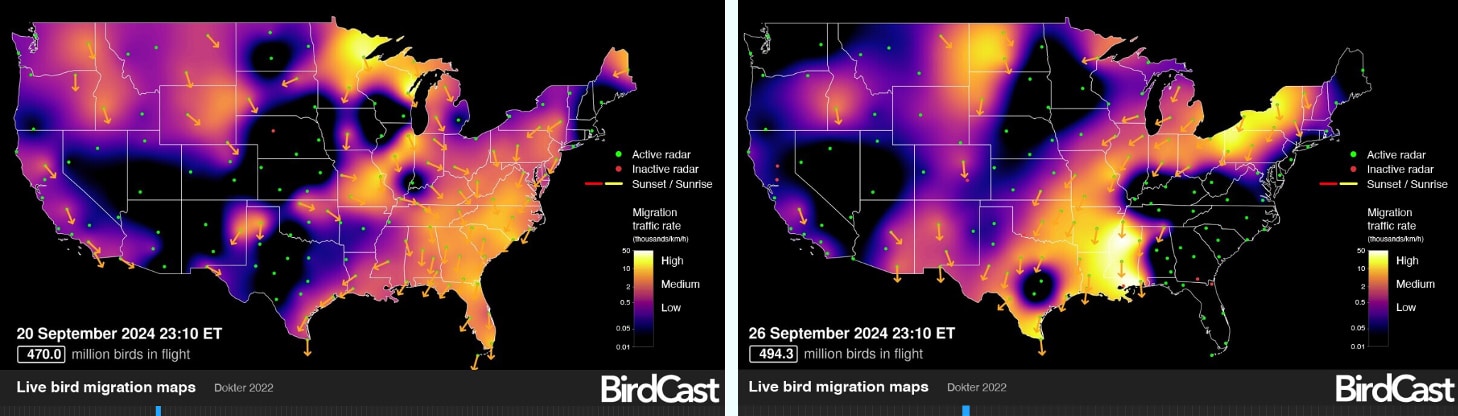 birdcast migration prediction maps from before and after hurricane Helene. 