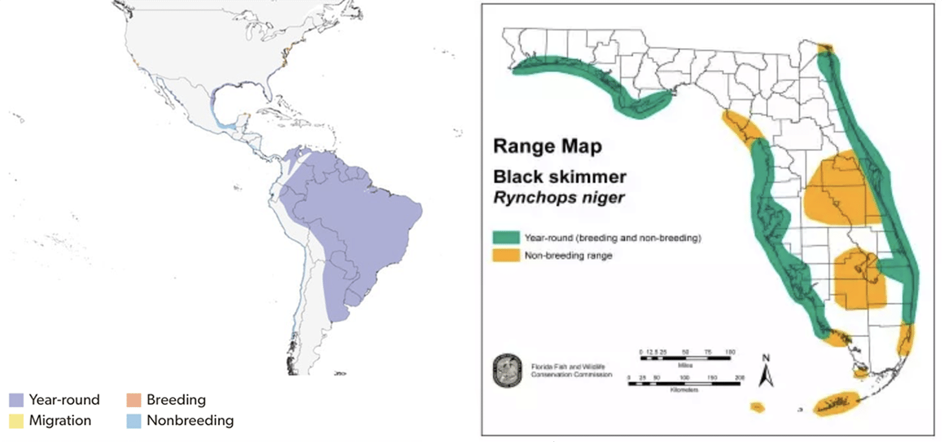 black-skimmer-range-maps