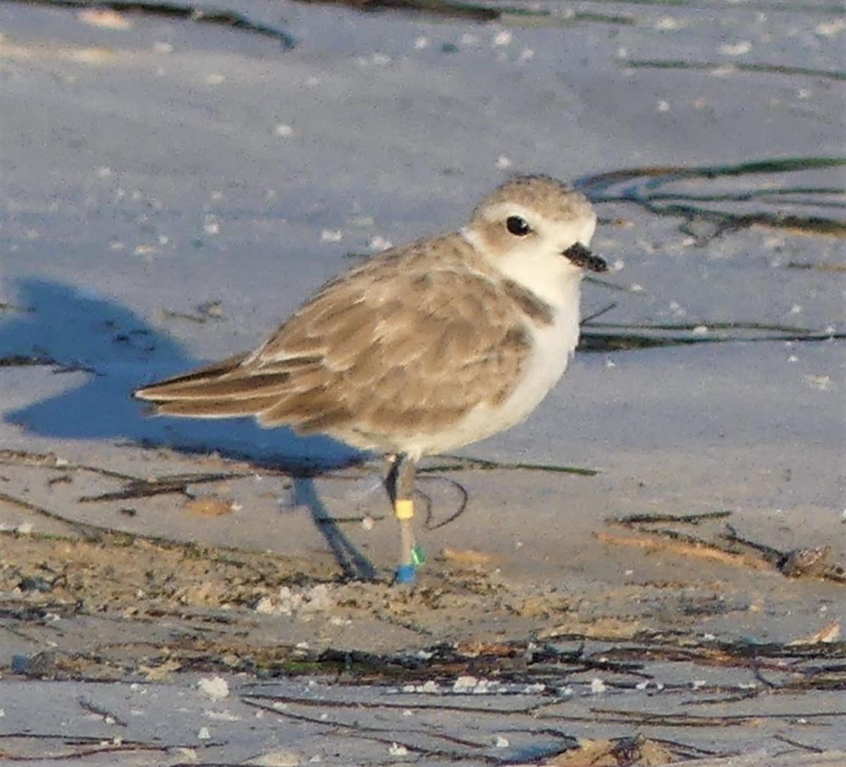 Image of bird on beach