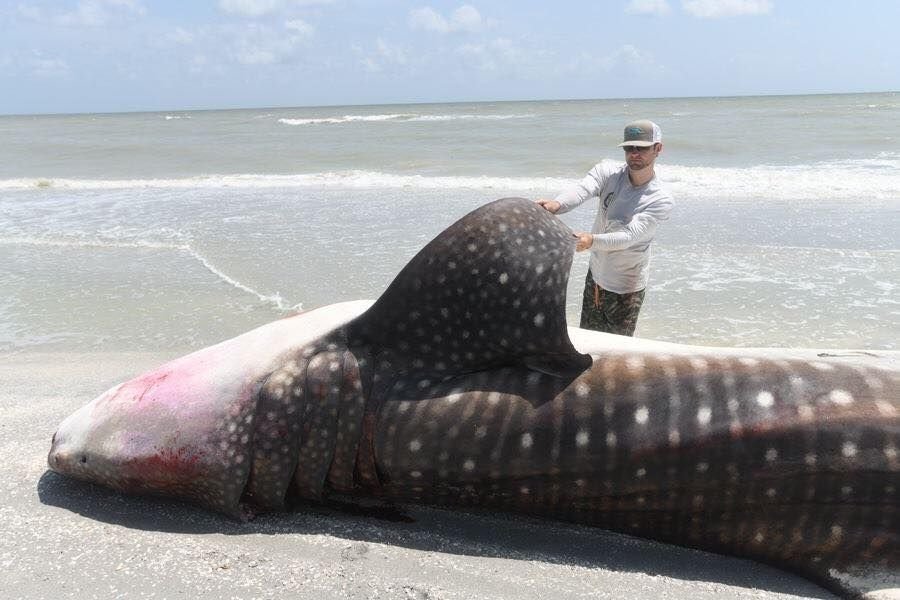 Whale shark found dead on SWFL beach due to the effects of red tide in 2018.