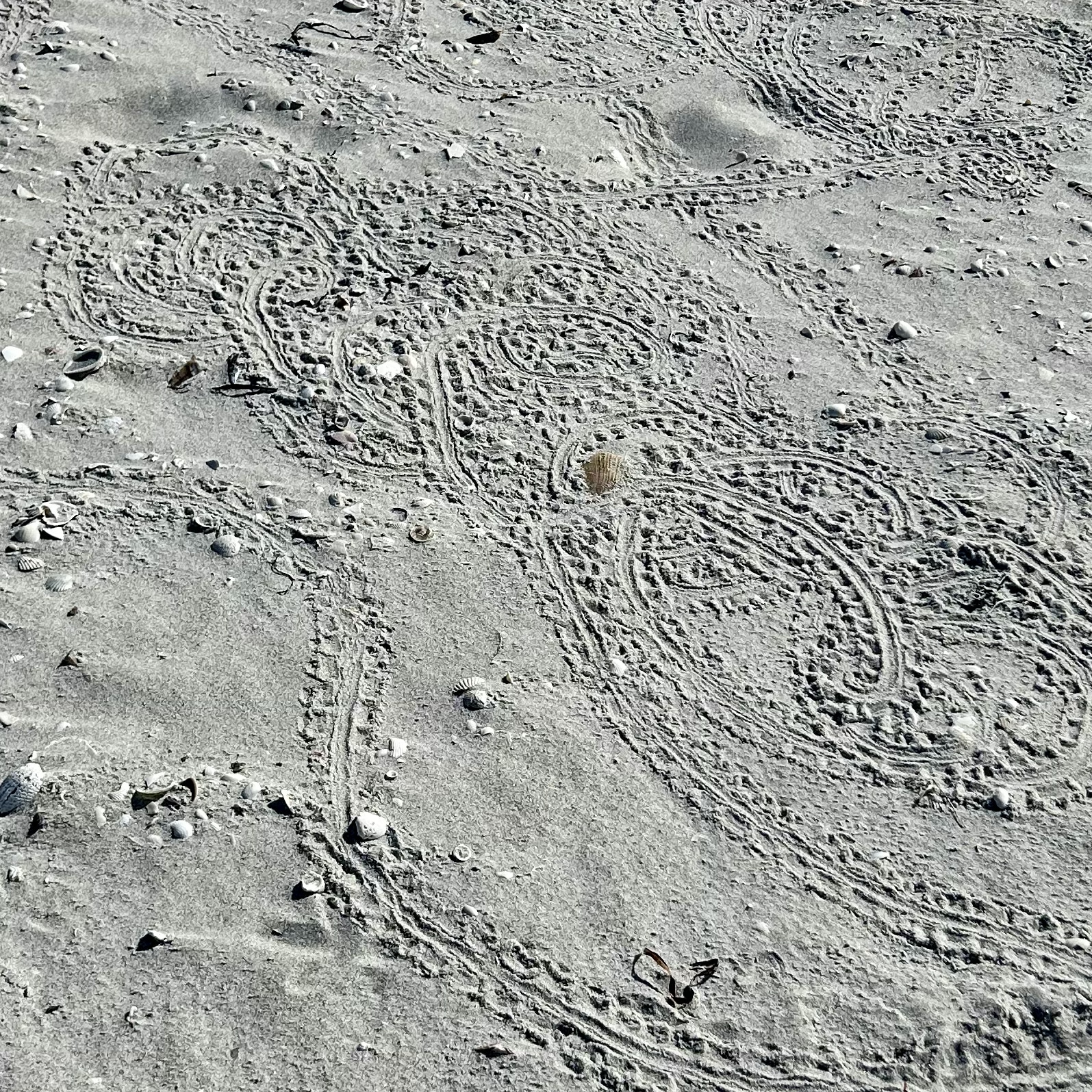 image of sea turtle hatchling tracks going in circles on beach due to light disorientation