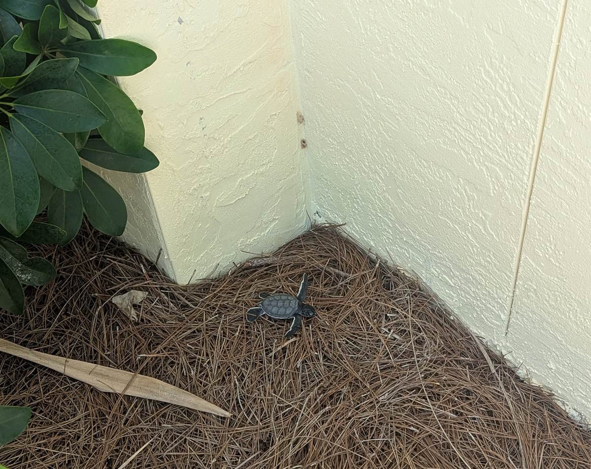 Disoriented Hatchling 3 Copy