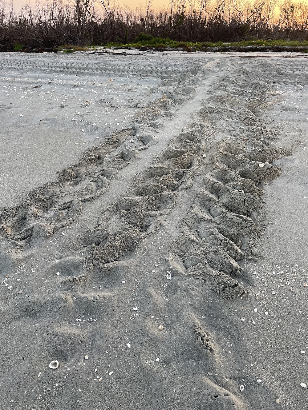 false crawl tracks on beach