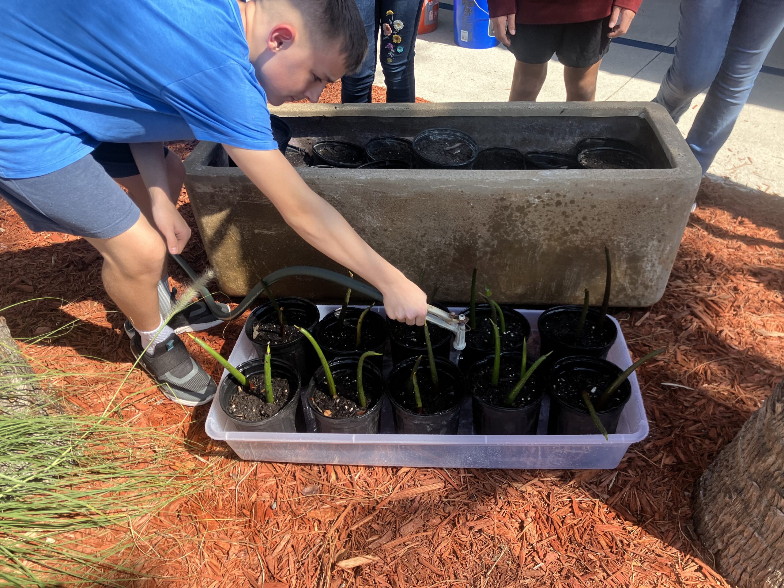 child planting mangrove propagules