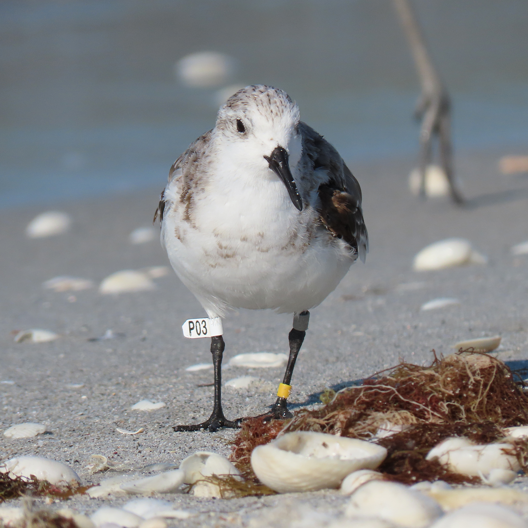 g3p83kfmtfbif8rn9rhz