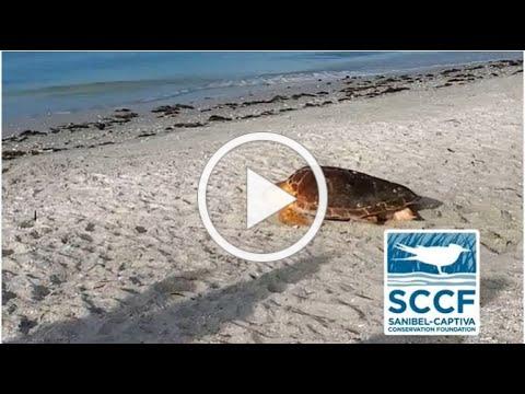 SCCF Sea Turtle Program