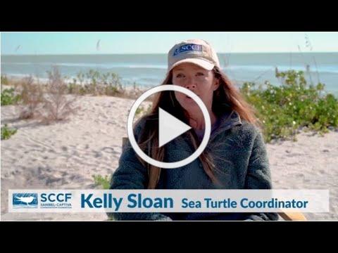 Lights Out for Sea Turtles