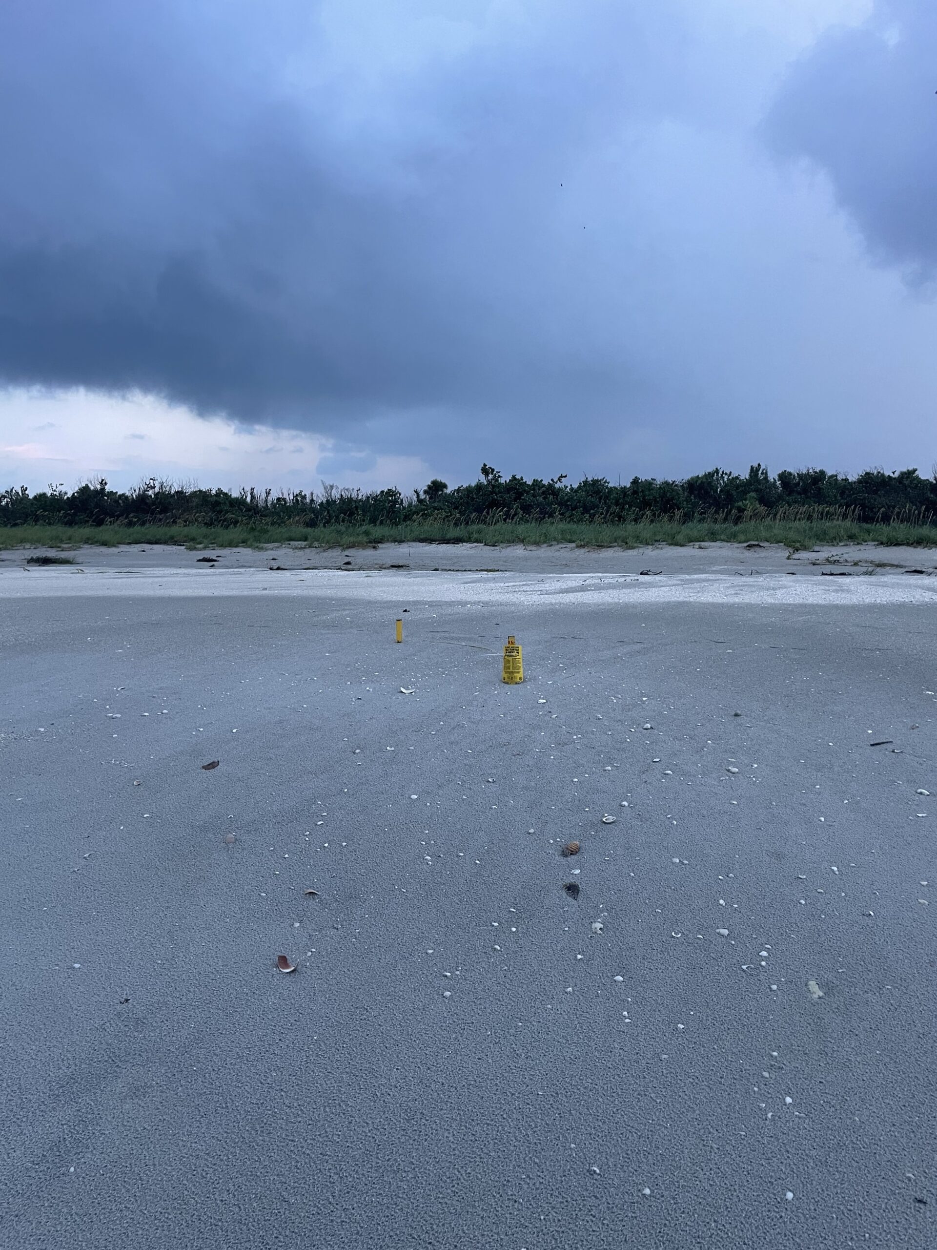 buried sea turtle nest after idalia