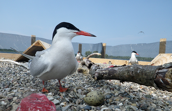 common tern