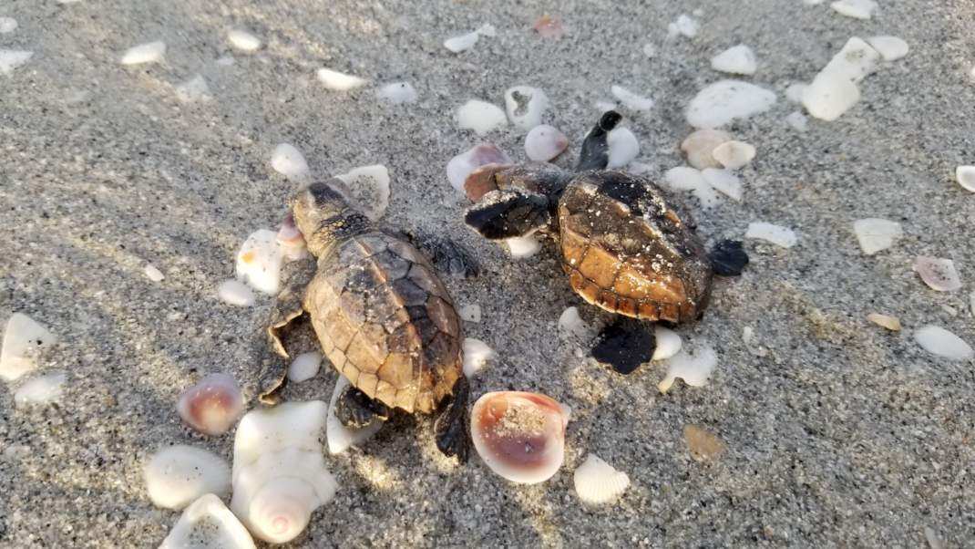 Flame Lily's offspring