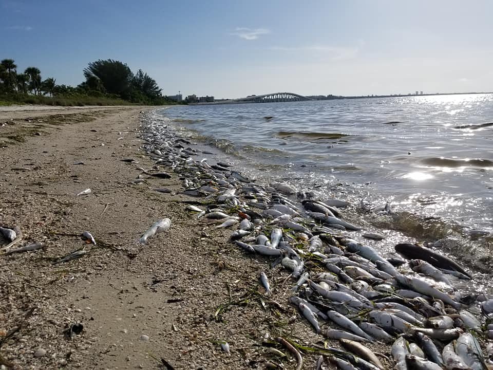 Massive amounts of fish found dead on SWFL beach due to the effects of red tide in 2018.