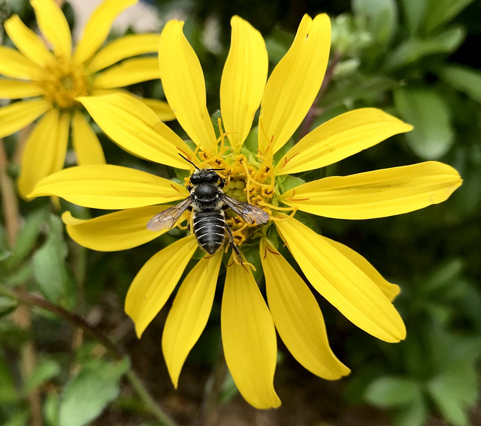 leaf cutter bee on starry rosinweed