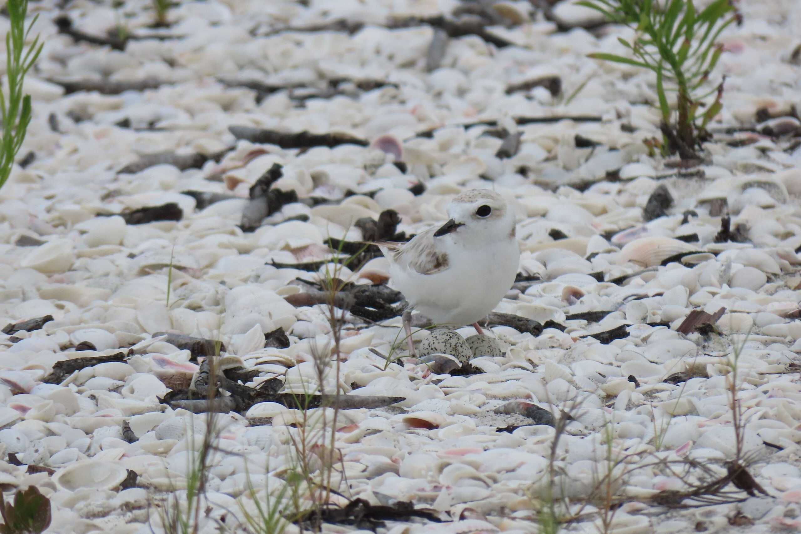 ogiktxgue9lxuozqfg0h