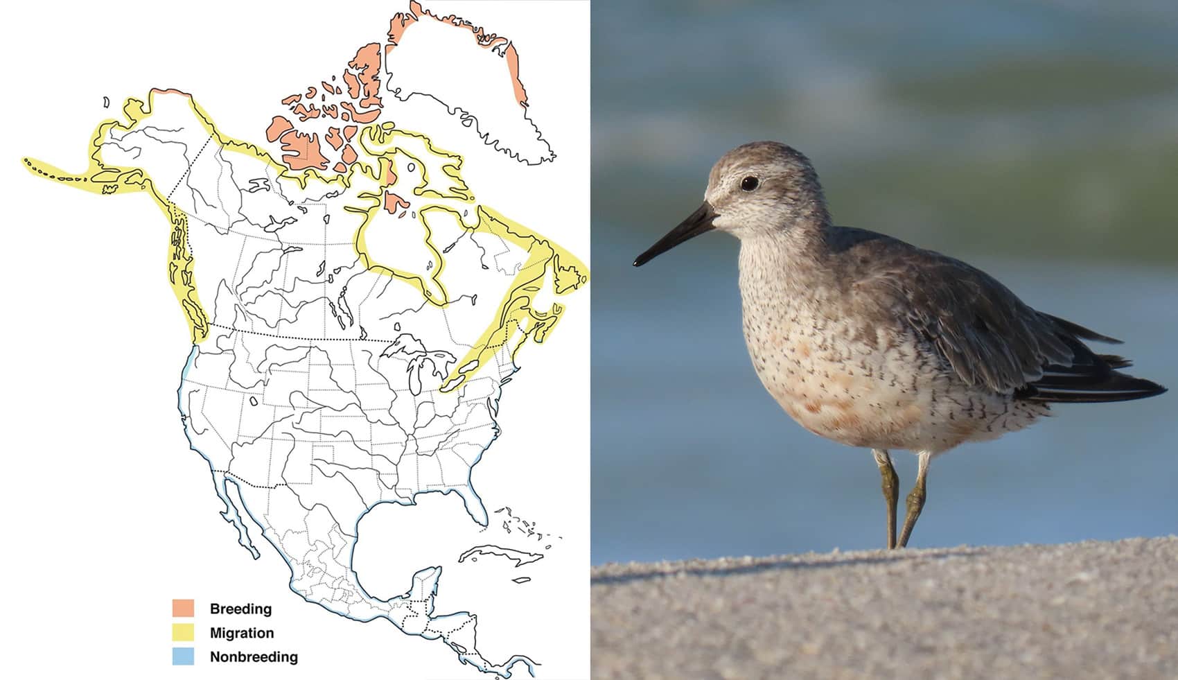 red knot and range/migration map