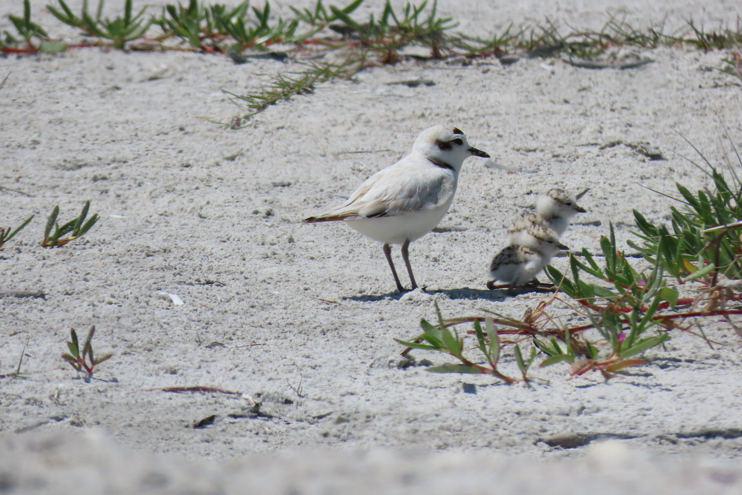 rvpiimj1bnuqnu0r0y2d