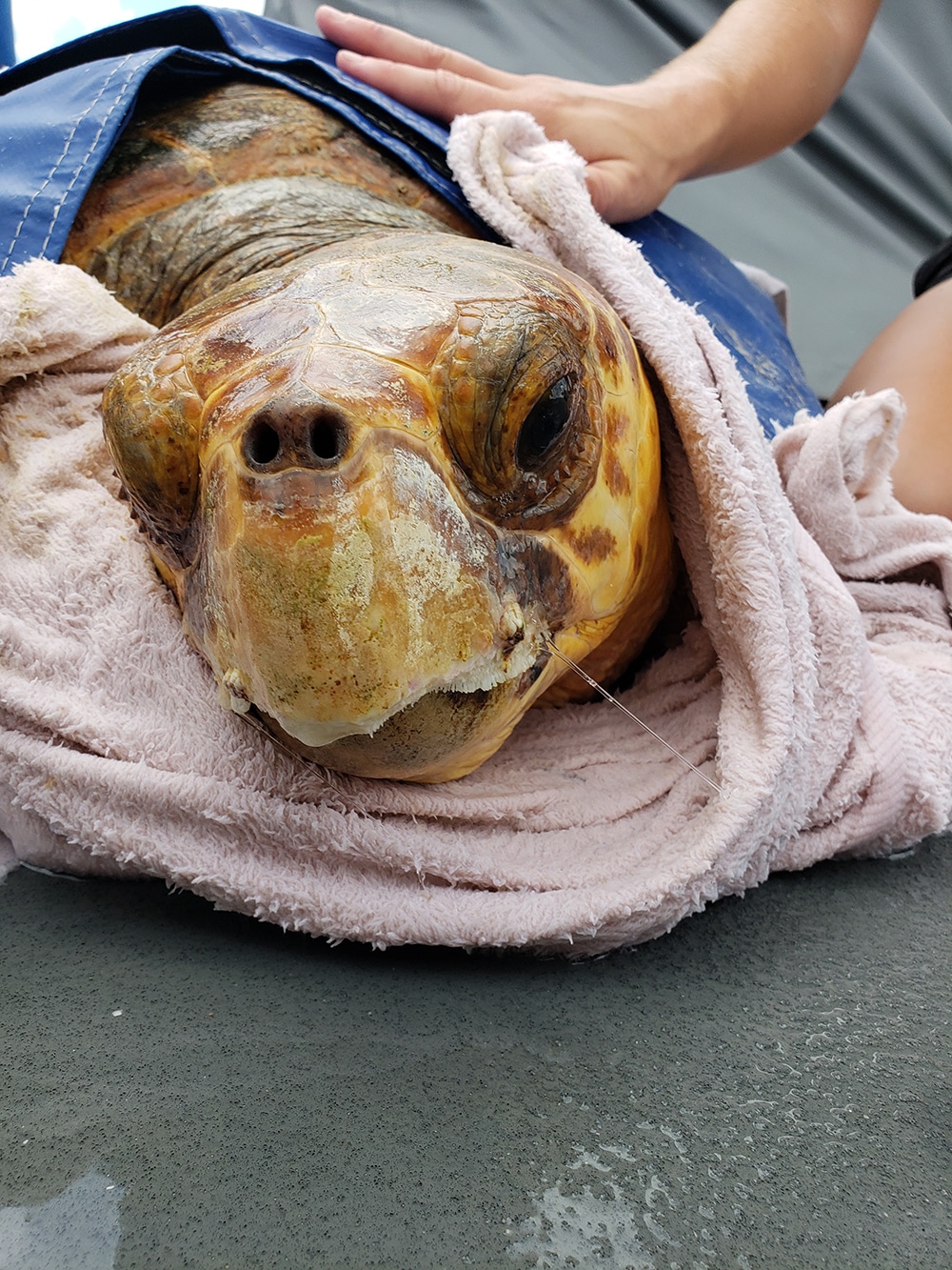 sea-turtle-stranding