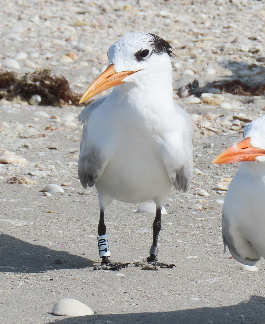 Image of bird on beach