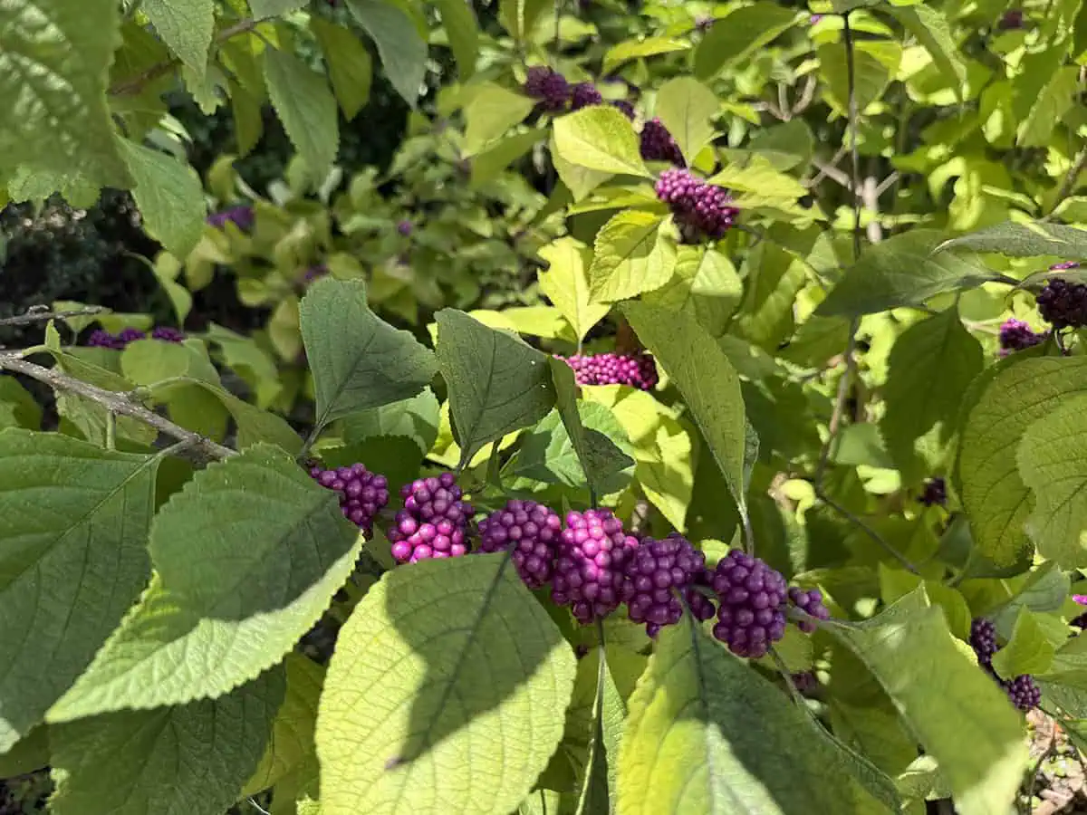 Beautyberry