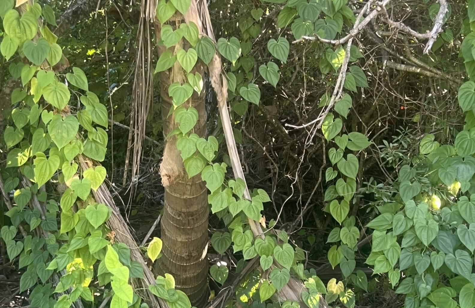 Air potato vines web crop