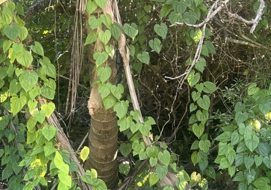 Air potato vines web crop