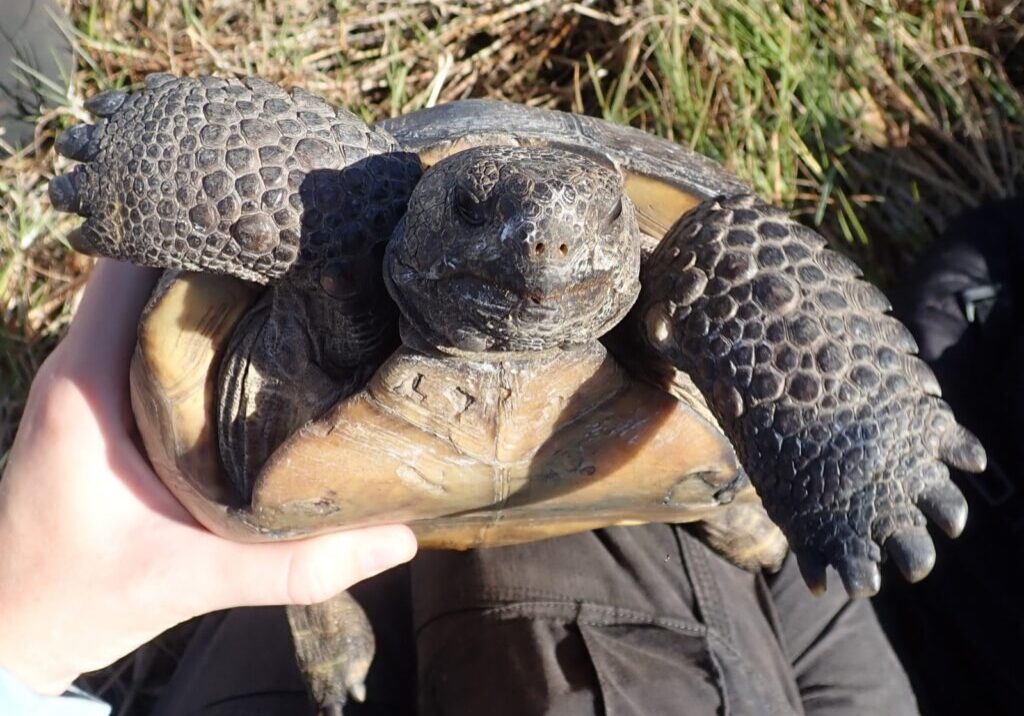 Gopher Tortoise Face