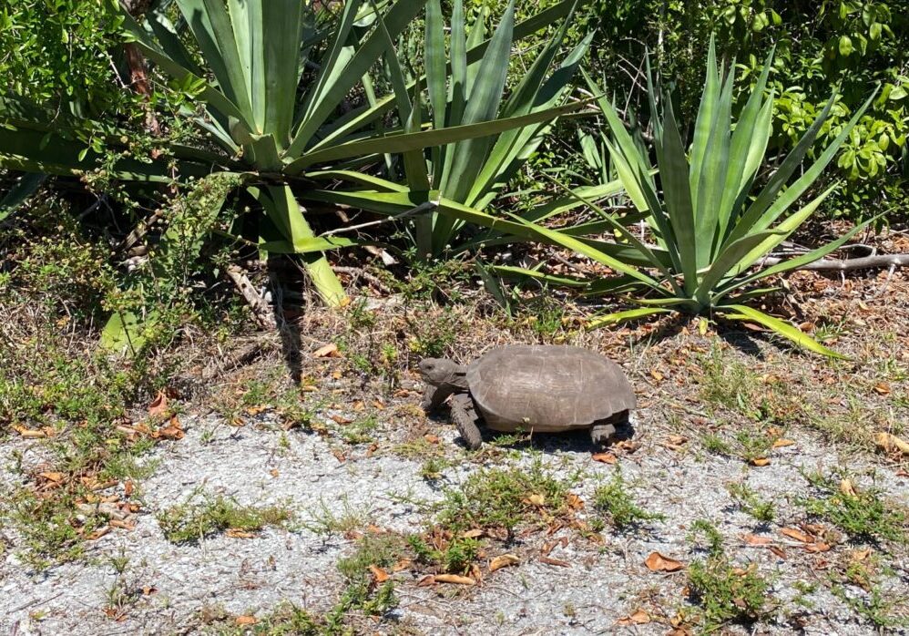 Goto3 Best Crop 1600