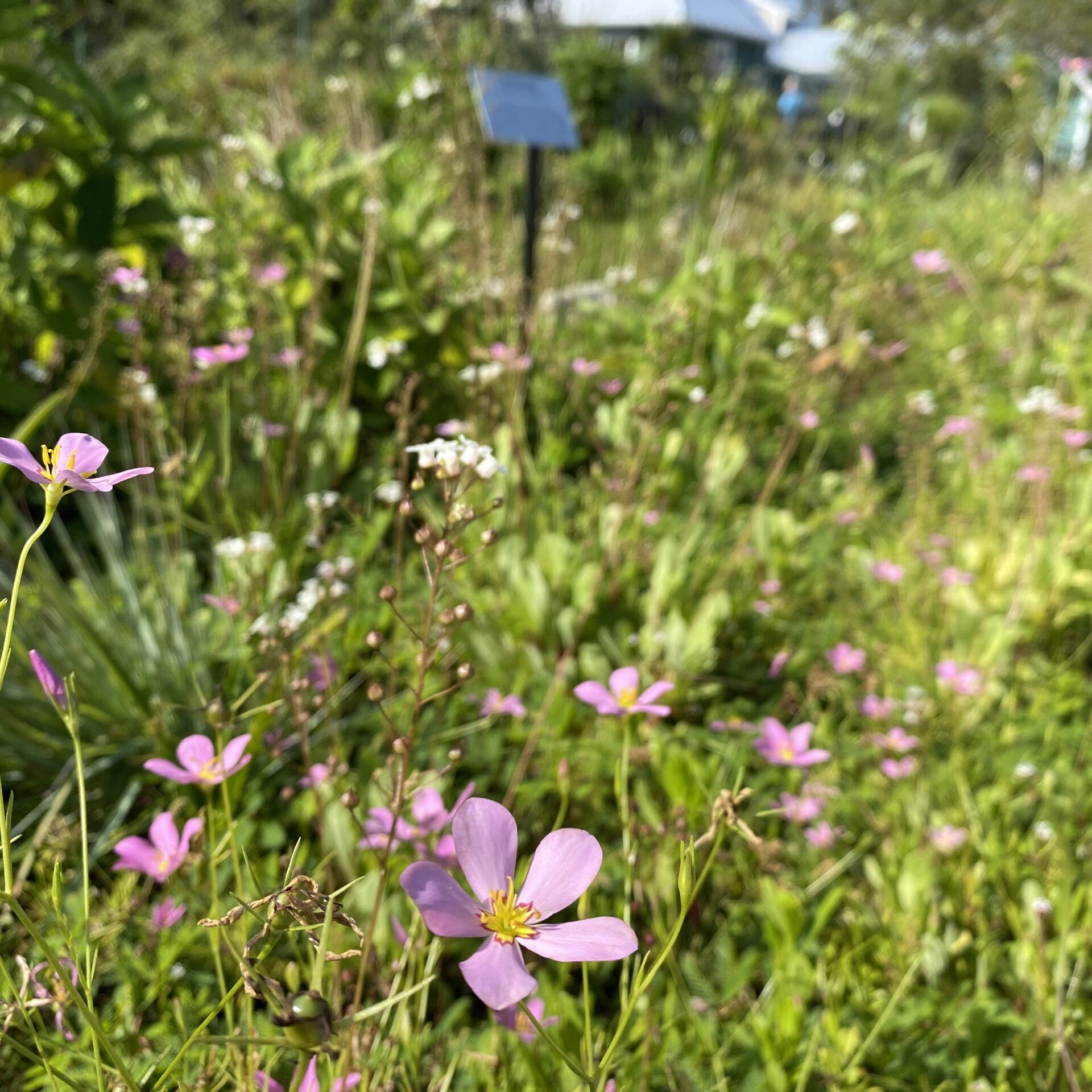 PINK FLOWERS
