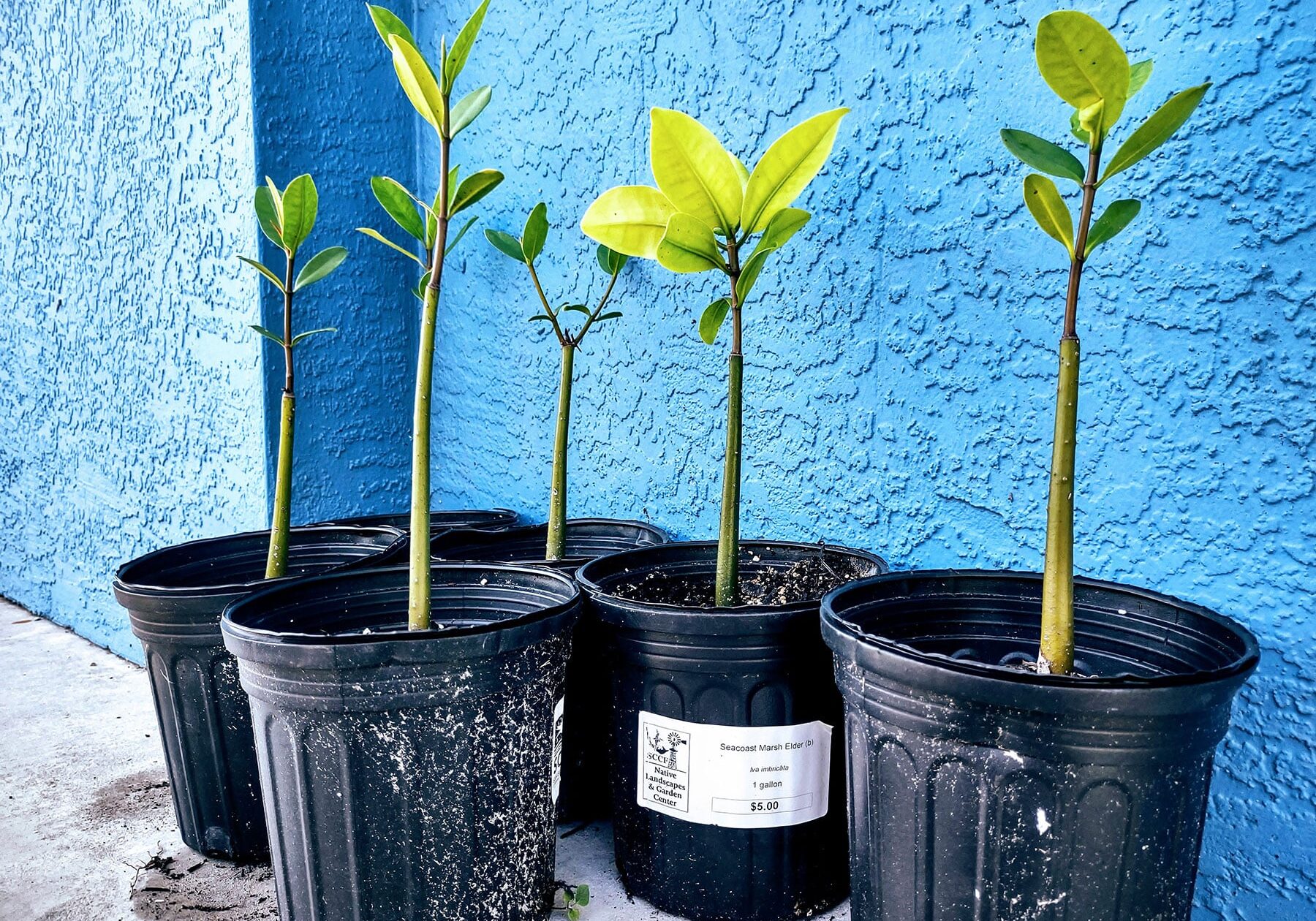Mangrove Saplings
